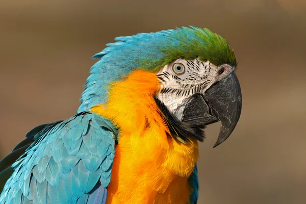 Портрет сине-жёлтого ара — стоковое фото