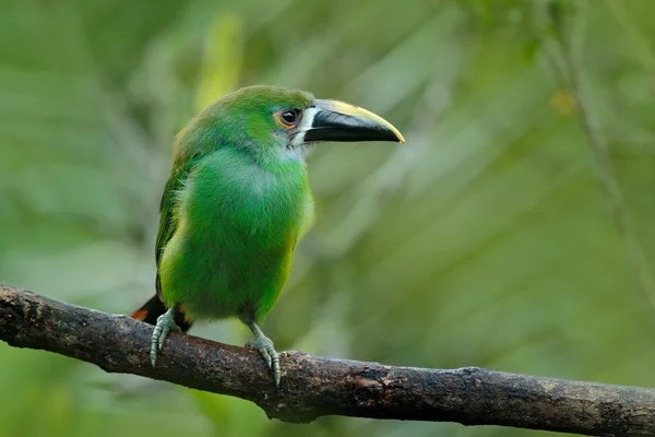 Niebieski perlisty Toucanet w siedlisku natura — Zdjęcie stockowe