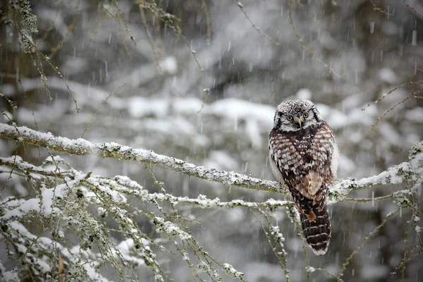 Hawk Owl sitting on the larch — Stock Photo, Image
