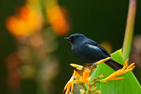 Bükülmüş bill ile parlak Flowerpiercer — Stok fotoğraf