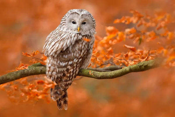 Ural Owl at orange oak — Stock Photo, Image