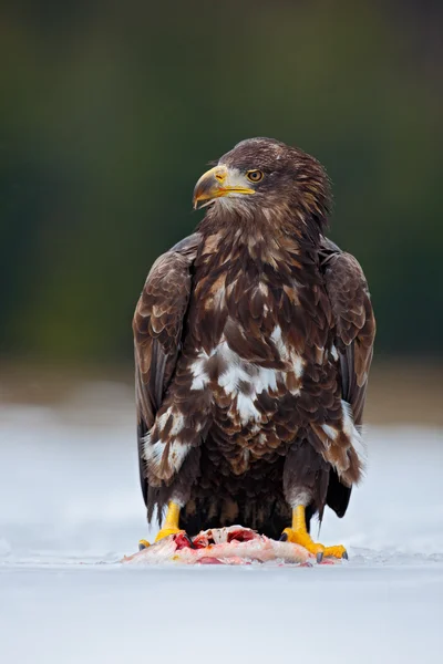 White-tailed eagle with catch fish — Stock Photo, Image