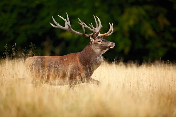 Puissant cerf rouge adulte — Photo