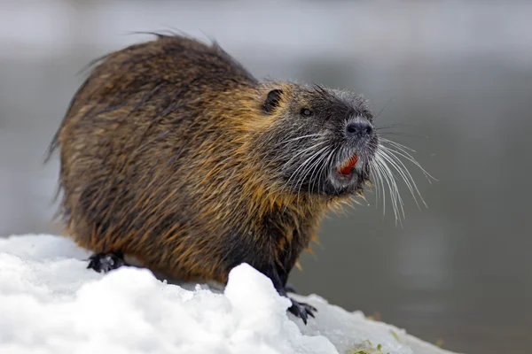 海狸鼠冬季鼠标 — 图库照片