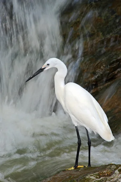 Grulla nevada cerca de la roca waterfal — Foto de Stock