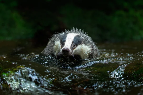 Europese badger in bos creek — Stockfoto