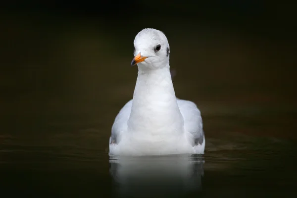 Black-headed Gull in het donkere water — Stockfoto