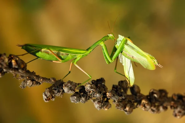 Matins eating mantis — Stock Photo, Image