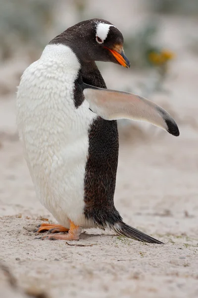 Пингвин Gentoo на белом песке — стоковое фото