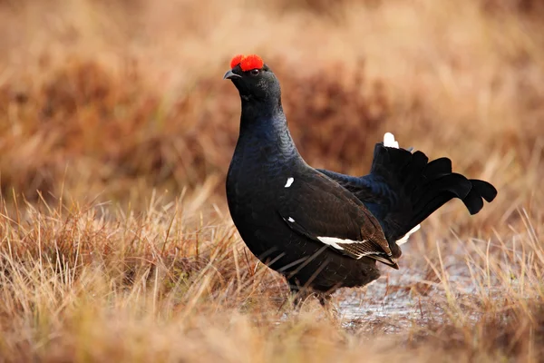 Lekking güzel kuş Kara Orman Tavuğu — Stok fotoğraf