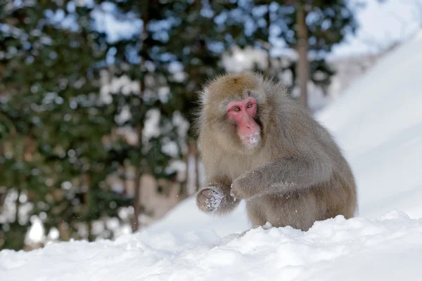 Singe mangeant la neige — Photo