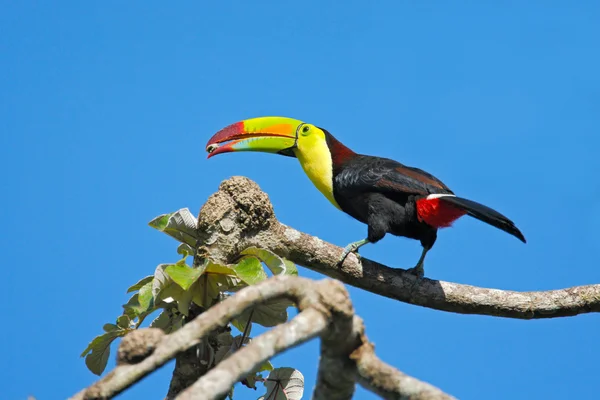 Keel-billed Toucan with food