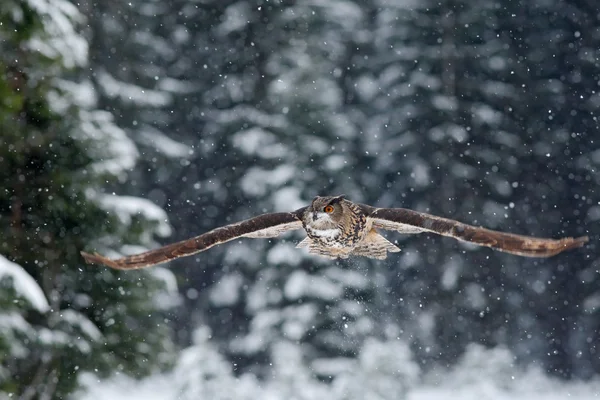 Chouette aigle d'Eurasie volante — Photo