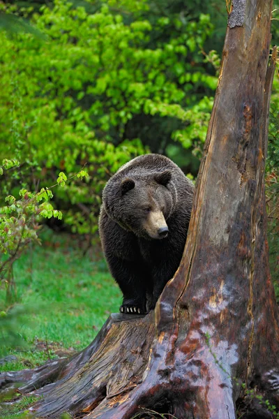 Urso castanho escondido atrás da árvore — Fotografia de Stock