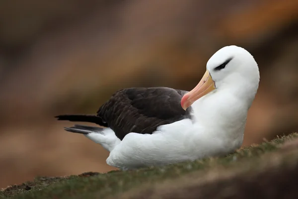 Svartbrynad albatross på Falklandsöarna — Stockfoto