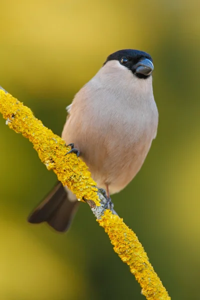 Bullfinch sentado no ramo amarelo — Fotografia de Stock