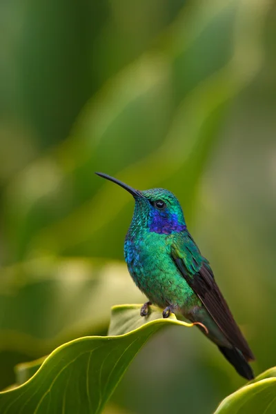 Beija-flor Verde Violeta-orelha — Fotografia de Stock