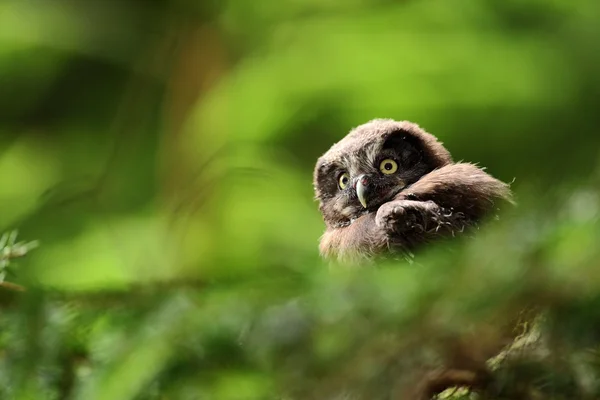 Portrait of young Boreal Owl — Stock Photo, Image