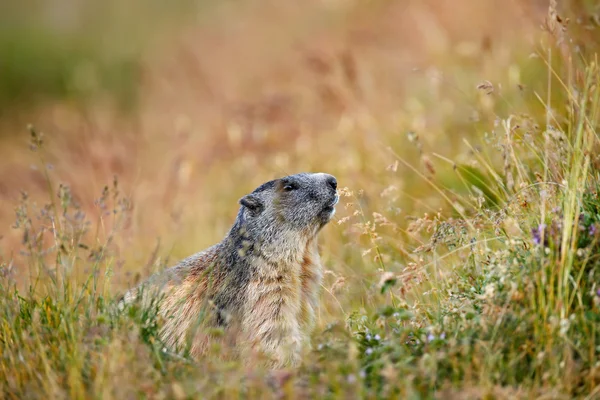 Söta djur Marmot — Stockfoto