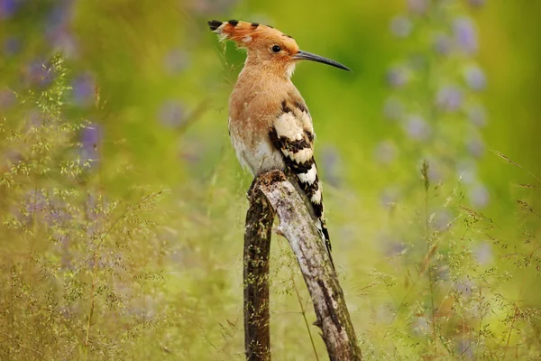 Schöner Vogel mit Wiedehopf — Stockfoto