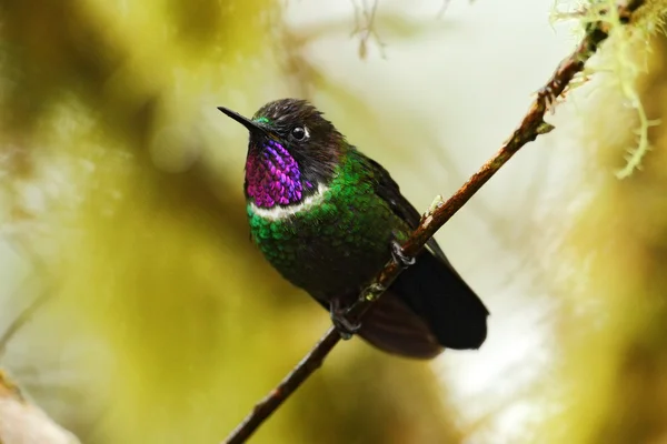 Gorgeted Sunangel hummingbird from Mindo forest — Stock Photo, Image