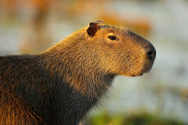 Größter Wasserschwein — Stockfoto