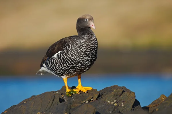 Chloephaga ペチュニア、昆布のガチョウ — ストック写真