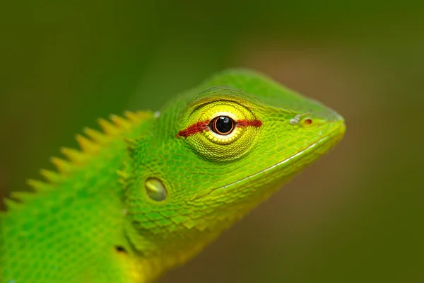 Lagarto Jardim Verde — Fotografia de Stock