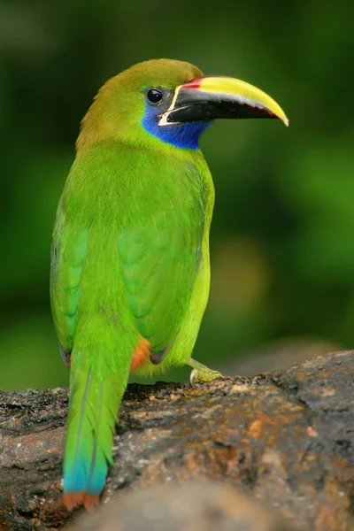 Toucanet คอสีน้ําเงินในที่อยู่อาศัยตามธรรมชาติ — ภาพถ่ายสต็อก