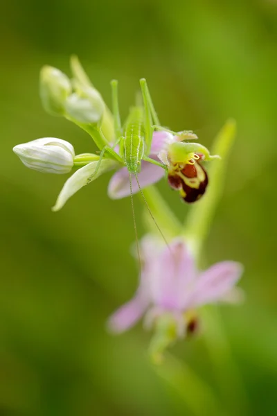 Retrato detalhado de gafanhoto de inseto verde — Fotografia de Stock