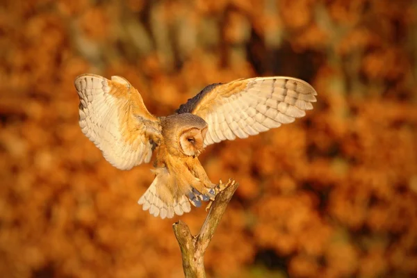 Açılış güzel peçeli baykuş — Stok fotoğraf