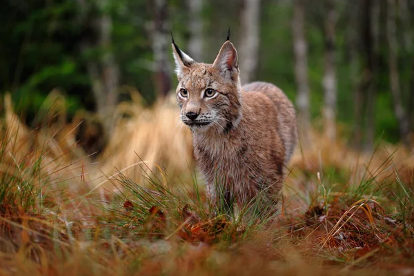 Caccia alla lince euroasiatica — Foto Stock