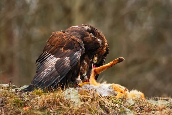 Golden Eagle with kill fox — Stock Photo, Image