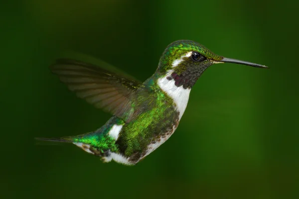White-bellied kolibries kolibrie — Stockfoto