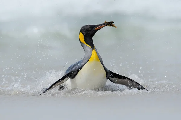 Grote koning pinguïn — Stockfoto