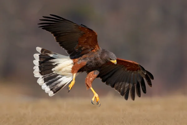 Latający Harris Hawk — Zdjęcie stockowe