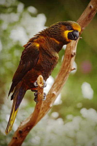 Lori brun perroquet — Photo