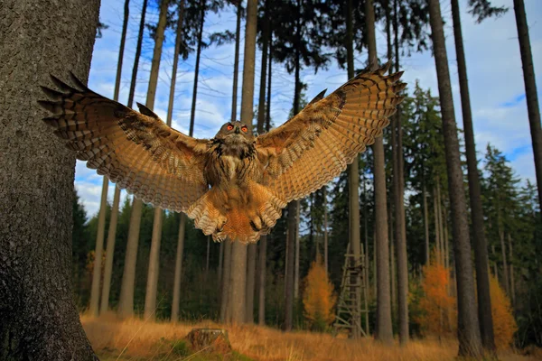 Voando Eurásia Águia Coruja — Fotografia de Stock