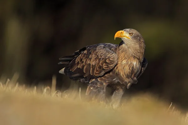 Big bird of prey White-tailed Eagle — Stock Photo, Image