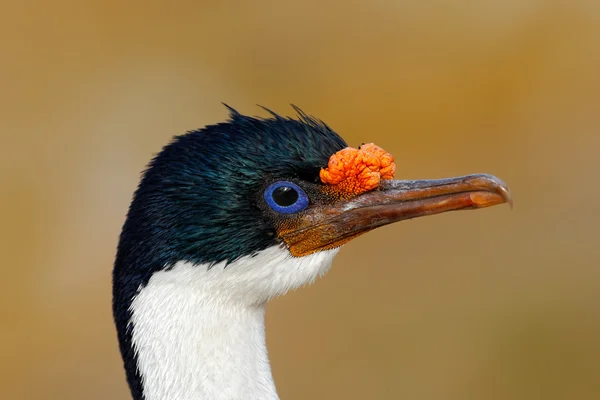 Retrato de detalhe de Imperial Shag — Fotografia de Stock