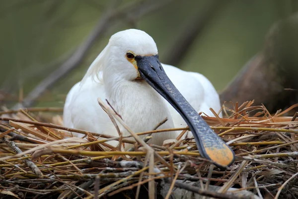 Eurasischer Löffler auf dem Nest — Stockfoto