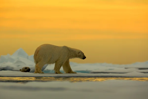 Oso polar en el hielo de deriva —  Fotos de Stock