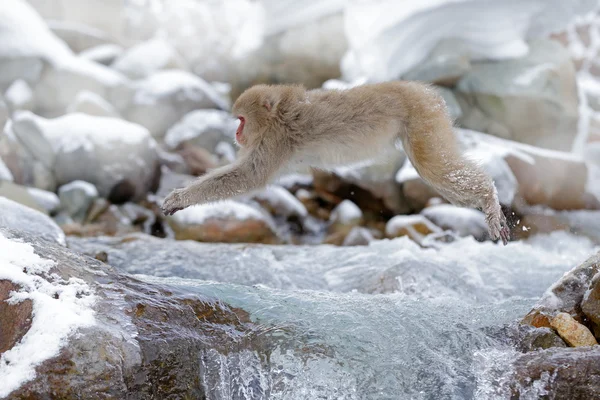 Monkey Japanese macaque