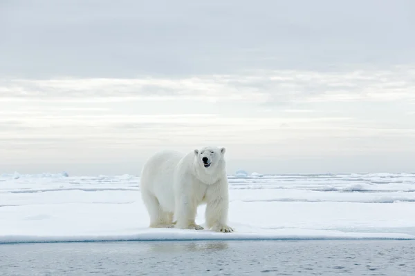 Urso polar grande no gelo à deriva — Fotografia de Stock