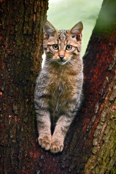 在自然的森林栖息地的野生猫科动物 — 图库照片