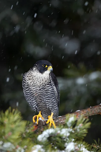 Bird of prey Peregrine Falcon — Stock Photo, Image