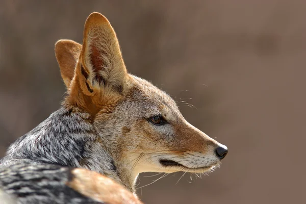 Black-Backed Jackal portrait — Stock Photo, Image