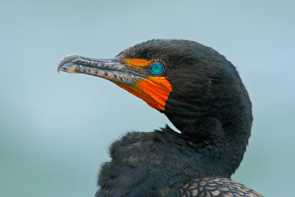 Retrato de detalhe de Cormorão neotrópico — Fotografia de Stock