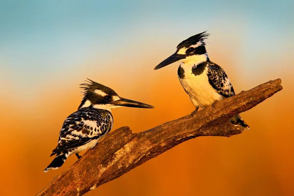 Paar von schwarz-weißen Rattenfängern — Stockfoto