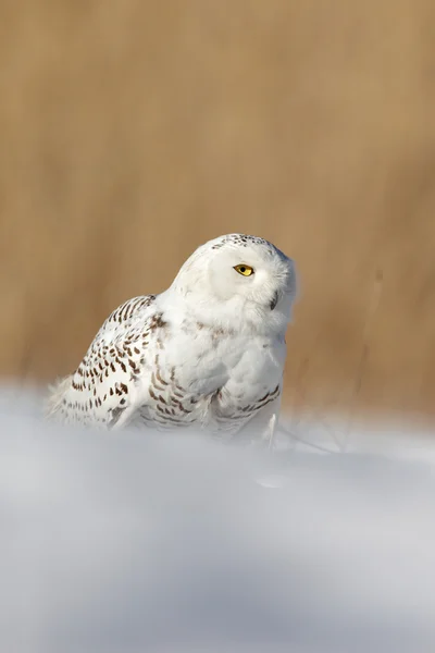 Weiße Schneeeule — Stockfoto